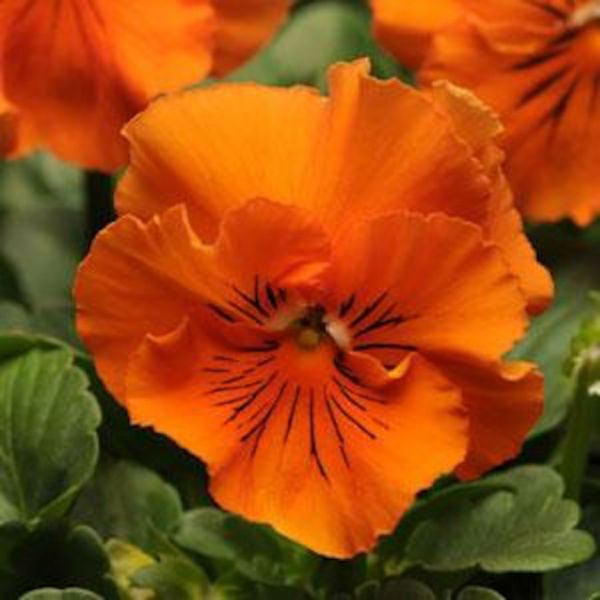 100pcs-lots-Wholesale-FRIZZLE-SIZZLE-ORANGE-PANSY-SEEDS