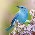 birds