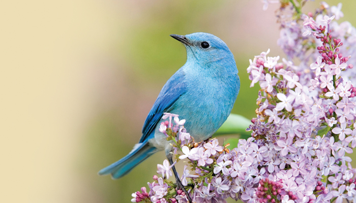 birds