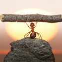determinazione