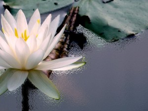 La grazia e la Legge d’Attrazione