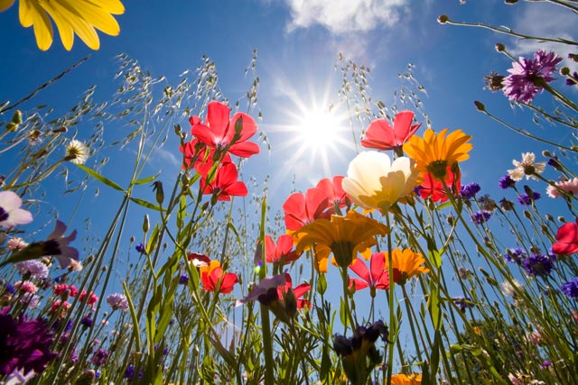 fiori-dal-basso-corbis-42-27041373