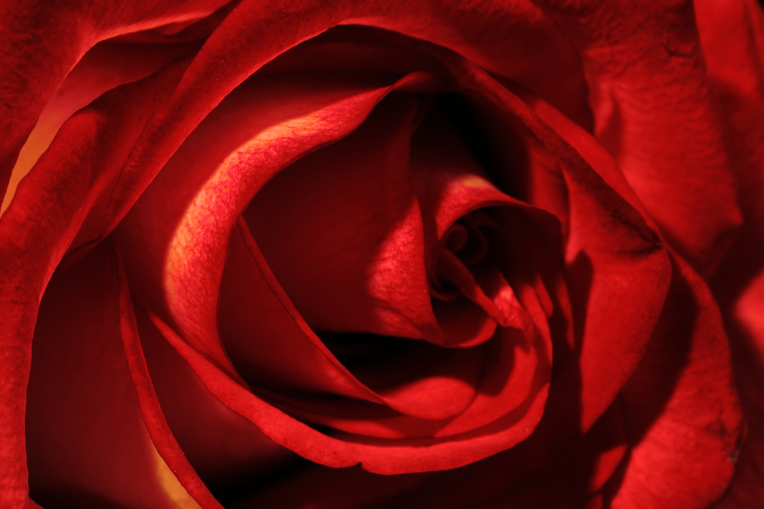 rosa-rossa