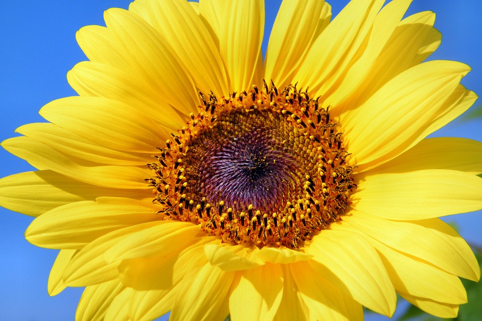 sun-flower-179010_960_720